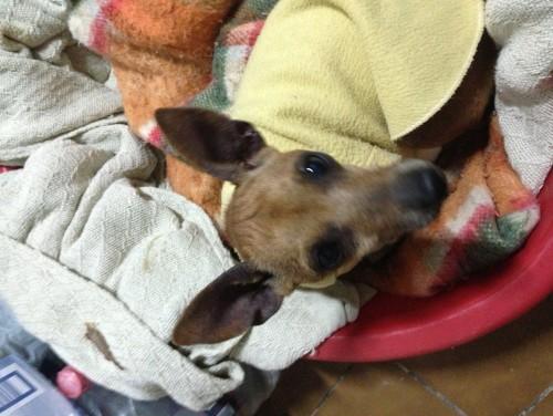 Pinscher marrom encontrada no Jardim da Saúde - São Paulo