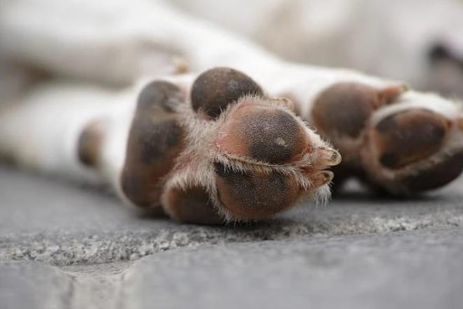 Criciúma: Justiça determina que moradora que abrigava 100 cães em casa reduza a quantidade de animais