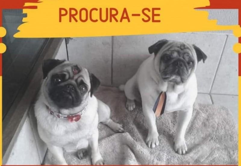 Procuram-se dois cachorros desaparecidos em Criciúma 