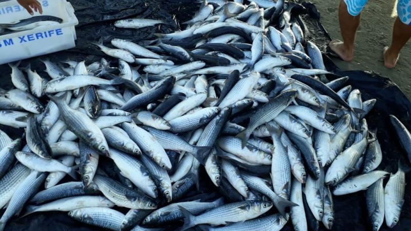 Mais de duas toneladas de tainha pescadas em Balneário Rincão 
