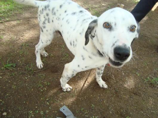 SOS Vira-Lata realiza feira de adoção de cães adultos