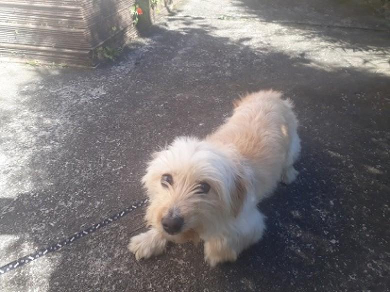 Animal encontrado no bairro Nossa Senhora Da Salete