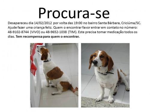 Procura-se Dogão no bairro Santa Bárbara em Criciúma