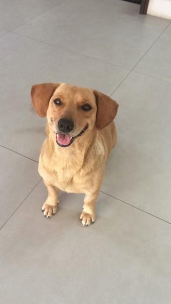 Animal para doação - Sanny