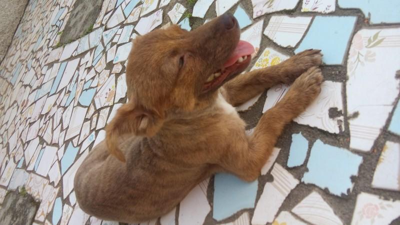 Animal encontrado no bairro Nossa Senhora Da Salete