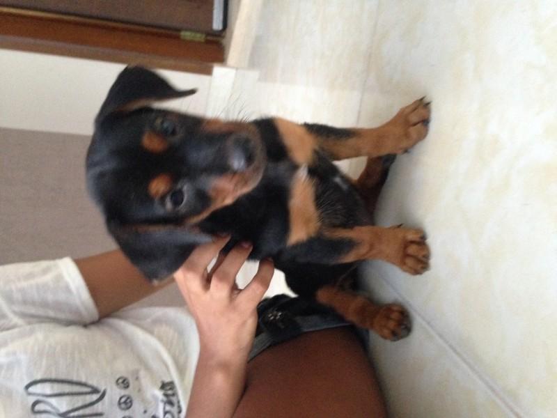 Animal para doação