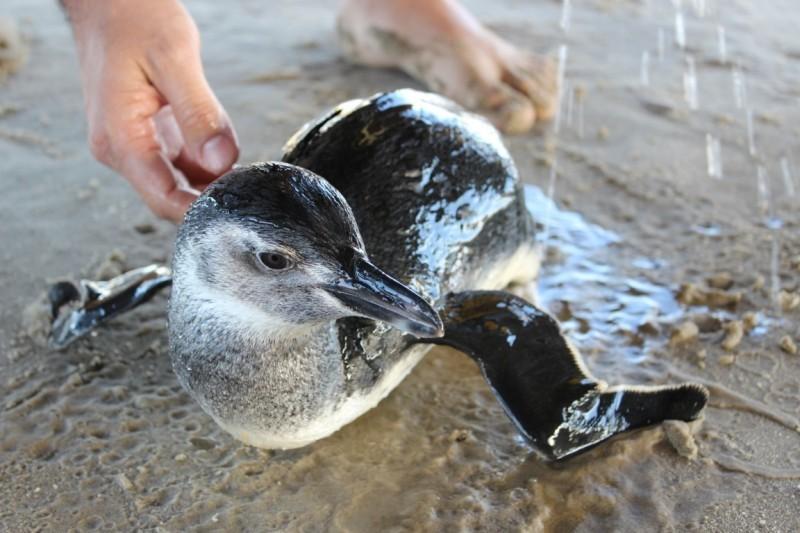 Populares encontram pinguim na orla do Balneário Rincão 