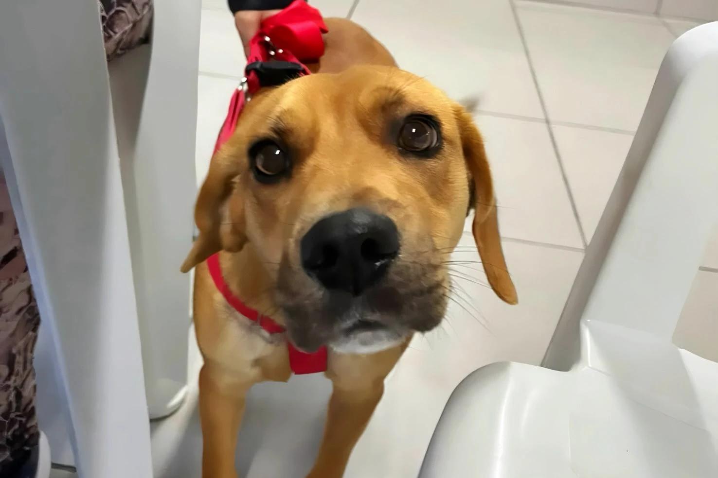 Cocal do Sul amplia mutirão de castração e inicia atendimento de cães