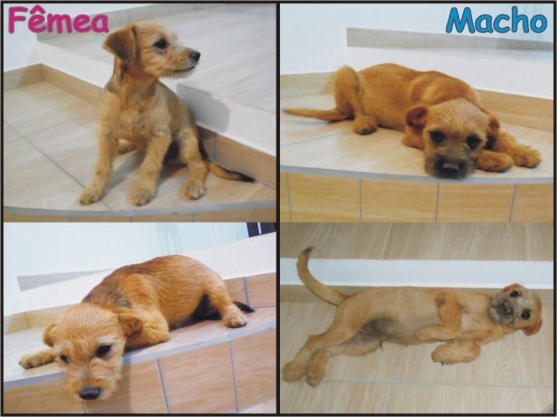 Animais para adoção