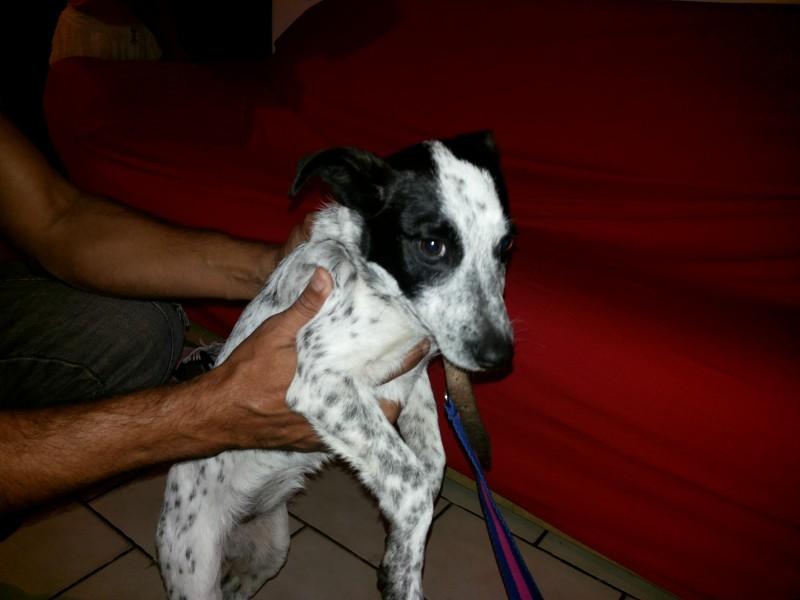 Animal encontrado no bairro Vera Cruz