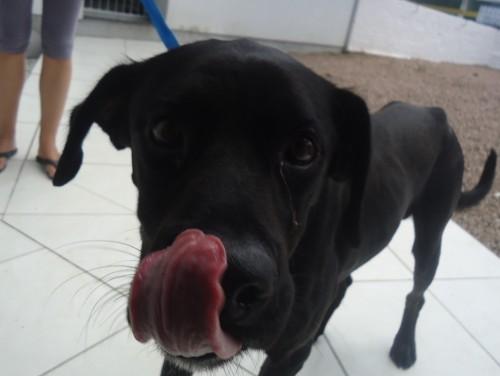 Cão encontrado no Bairro Pinheirinho para adoção