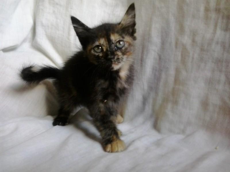 Animal para doação - Gatos Para Doação