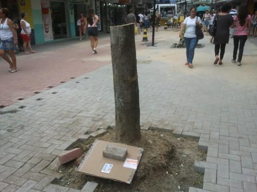 Árvores são retiradas do Centro de Criciúma