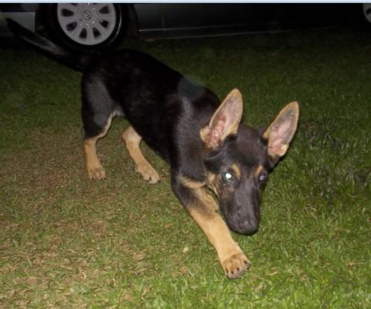 Procura-se Raiska no bairro Pinheirinho, em Criciúma