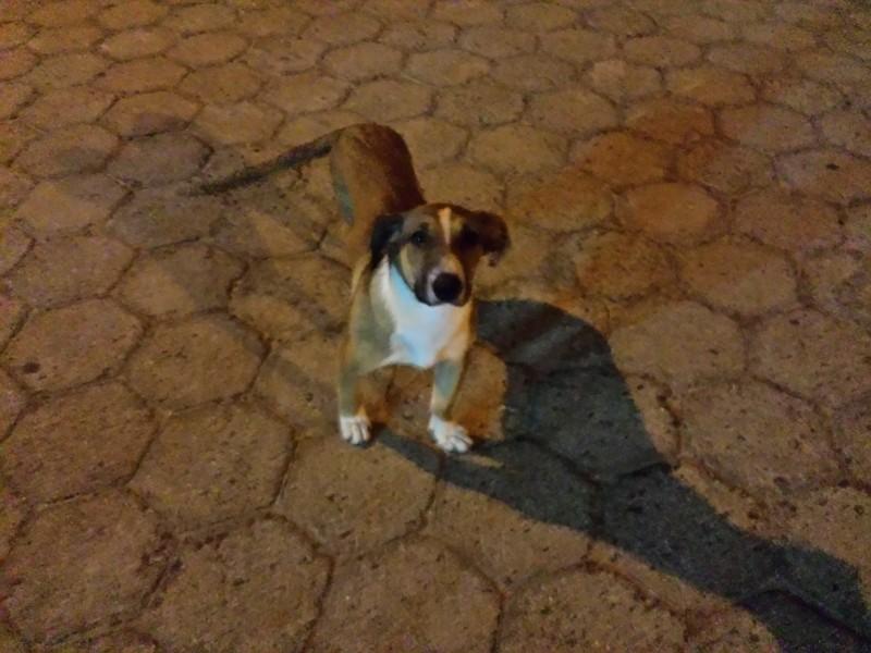 Animal encontrado no bairro Zona Sul
