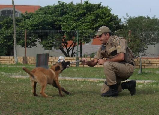 Dois novos cães vão reforçar os trabalhos da PM em Criciúma