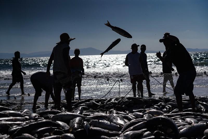 Pescadores artesanais já capturaram mais de 780 mil tainhas, aponta relatório