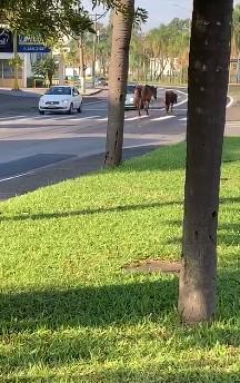 Leitora registra cavalos andando pela avenida Centenário neste sábado