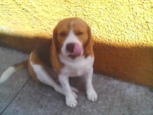 Procura-se Luke no bairro Santa Barbara em Criciúma