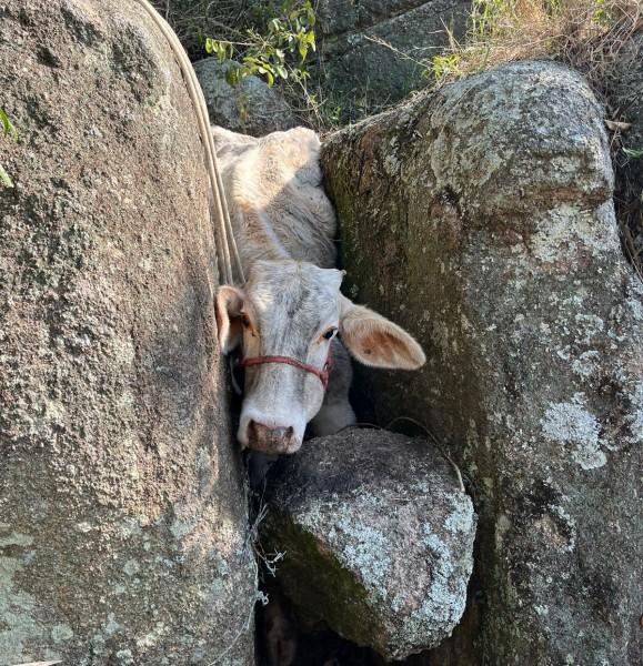 Vaca presa em rochas é resgatada pelo Corpo de Bombeiros em Tubarão