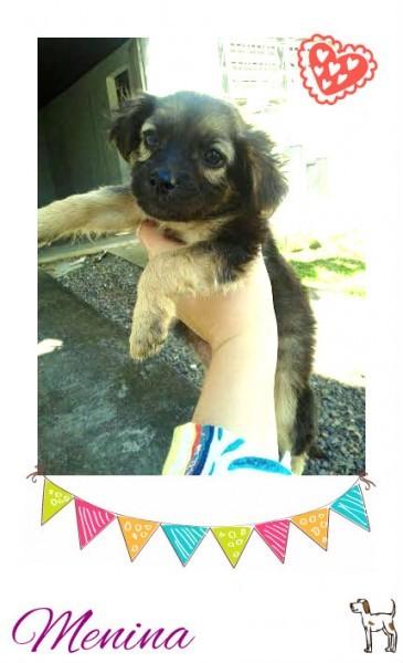 Animal encontrado no bairro Santo Antonio