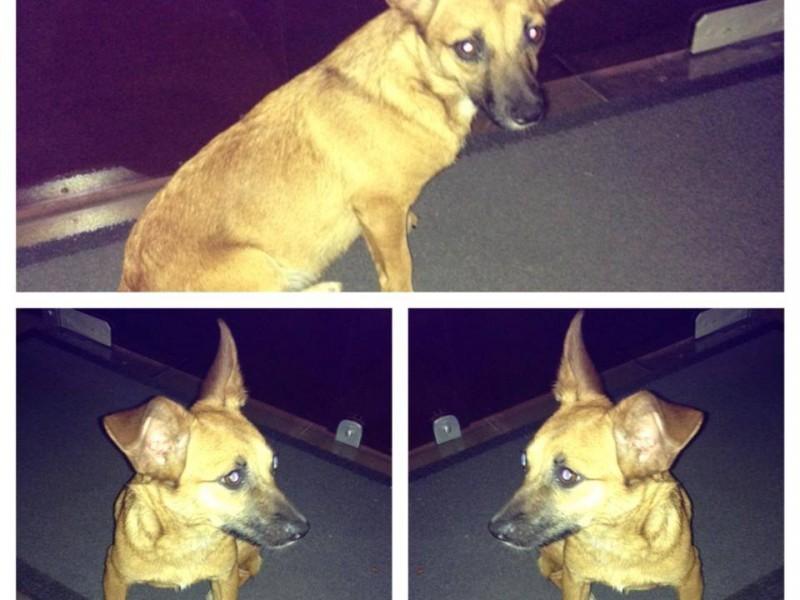 Animal encontrado no bairro Centro