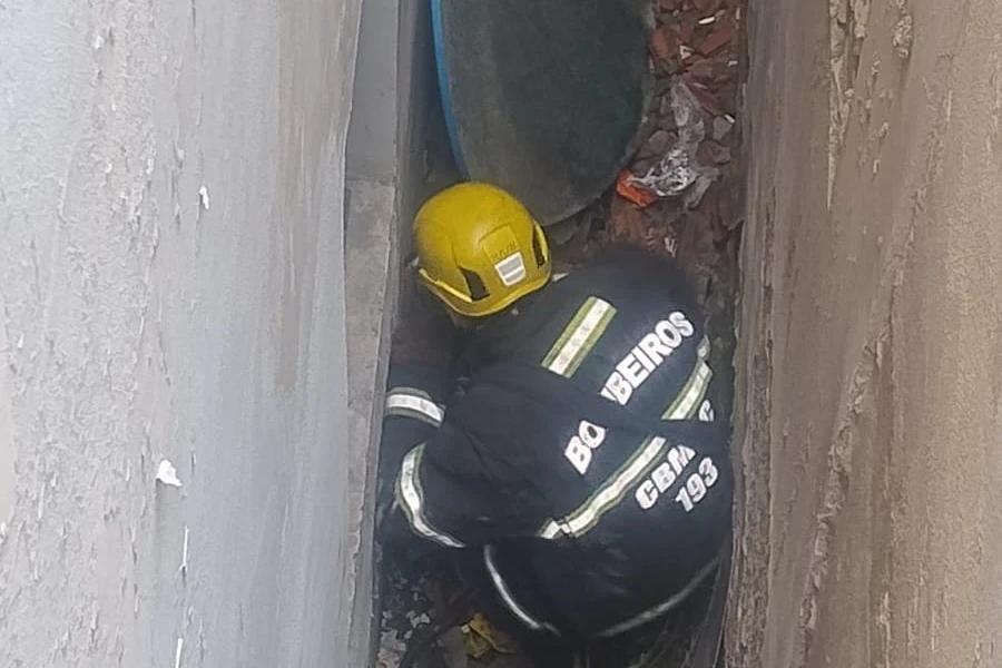 Animal é resgatado após cair em fosso em Criciúma