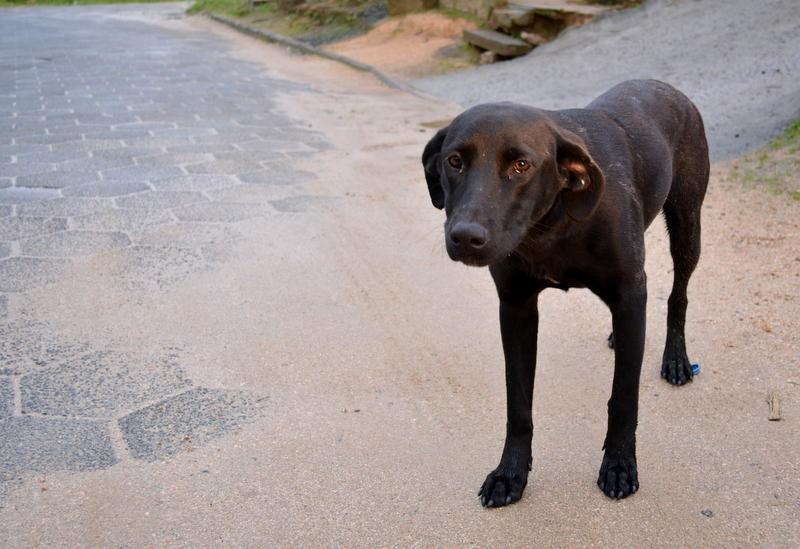 Parceria com ONG amplia número de castração de animais de rua