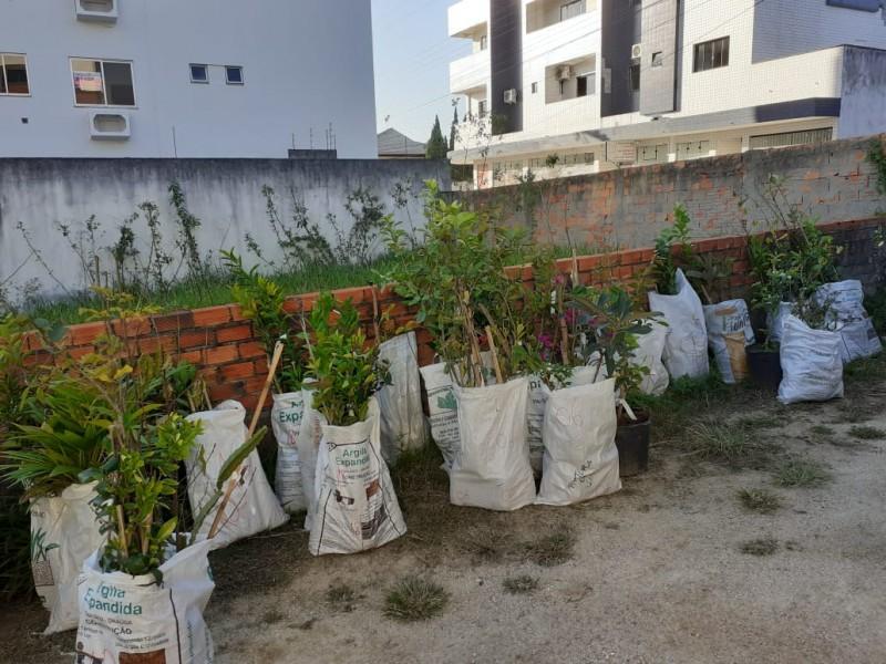Prefeitura de Içara entrega mais de mil mudas frutíferas