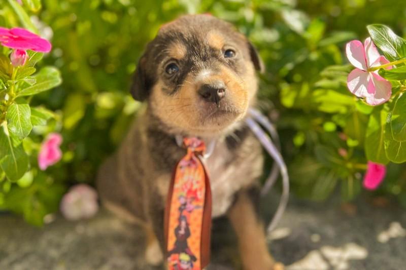 Em busca de amor, animais estarão disponíveis para adoção no Criciúma Shopping