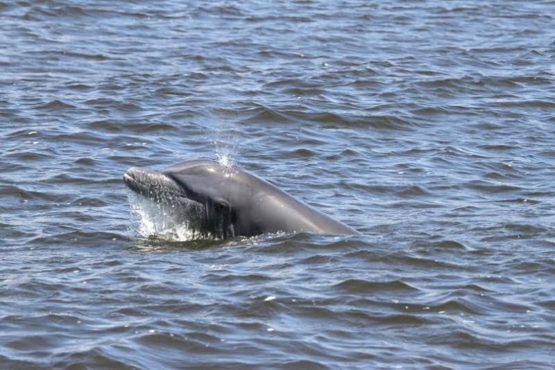 Unesc monitora animais e qualidade da água em rios