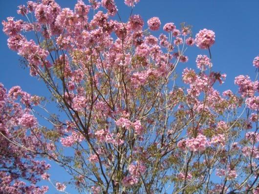 Na última semana de primavera será quente até quinta-feira