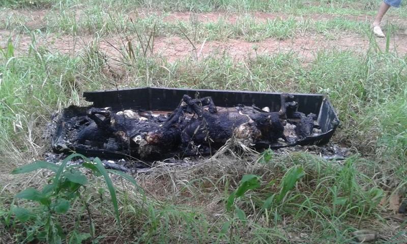 Moradores do Morro Albino encontram animais mortos em um caixão