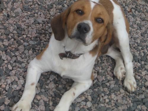 Procura-se Beagle no bairro Raichaski em Içara