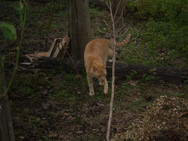 Procura-se Gato Que Atende Pelo Nome De Faísca