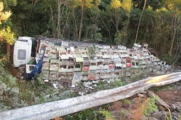 Caminhão carregado com frangos sai da pista e tomba em barranco
