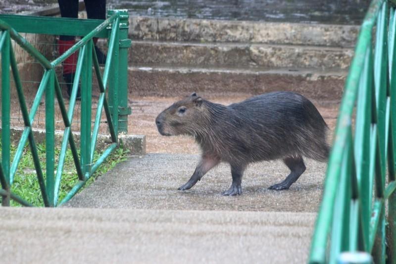 Por todo lugar: capivaras se tornam presença comum em Criciúma