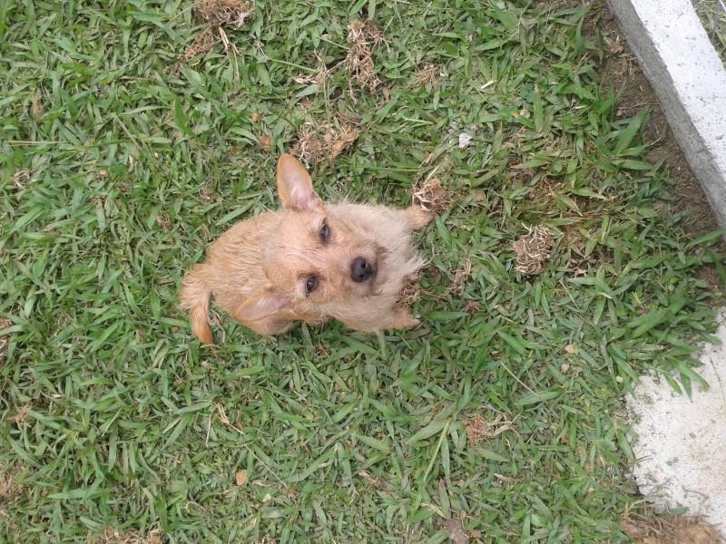 Animal encontrado no bairro São Domingos
