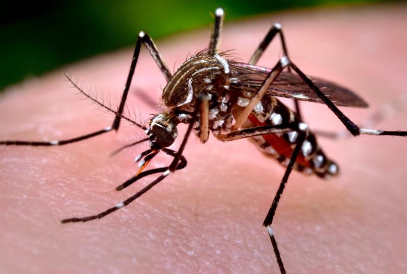 Unesc entra na luta contra o Aedes aegypti