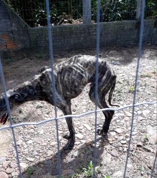 Homem é preso por maus-tratos contra animais em Araranguá