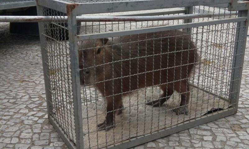 Corpo de Bombeiros captura capivara no Centro de Araranguá 
