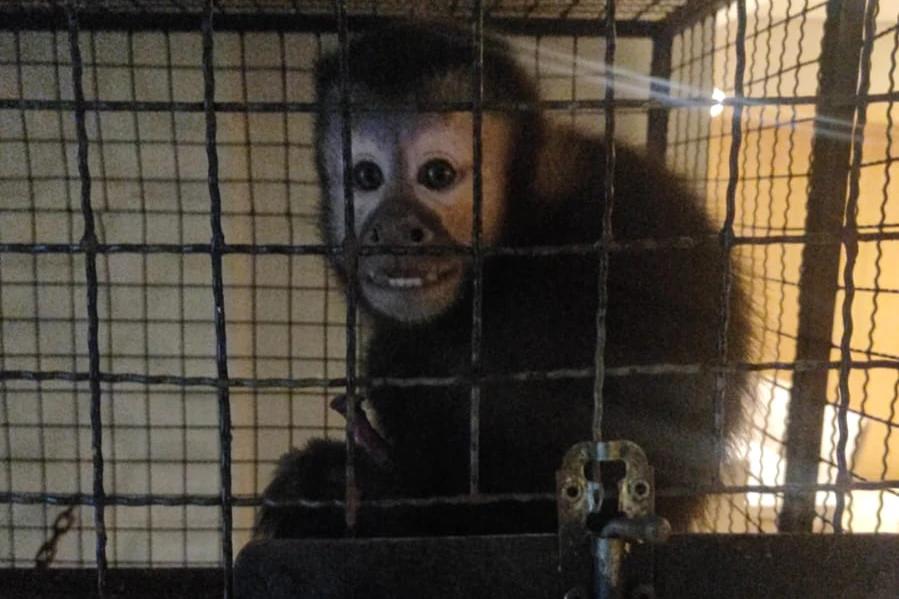Fotos e vídeo: Gaeco deflagra Operação Aruana contra rede de tráfico de animais em SC e mais quatro estados