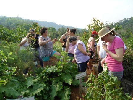 Epagri promove orientação sobre plantas medicinais