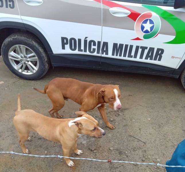 Cães da raça pitbull invadem propriedade, matam 21 galinhas e deixam cachorro gravemente ferido
