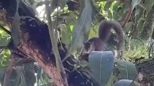 Espécie rara de esquilo no Sul de SC é registrada em Cocal do Sul; veja vídeo