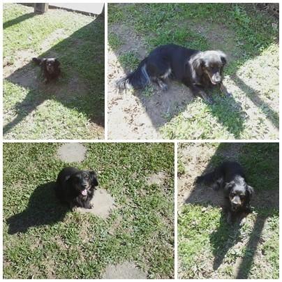 Animal para doação: Breno