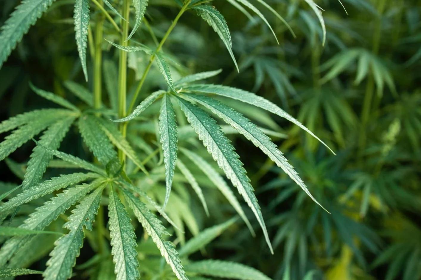 Vereador solicita estudos para inclusão de medicamentos à base de cannabis em Içara