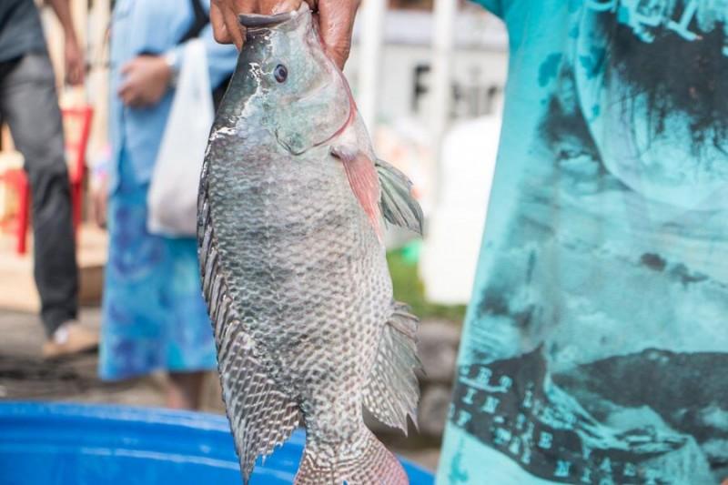 Içara terá Feira do Peixe Vivo a partir desta sexta-feira  