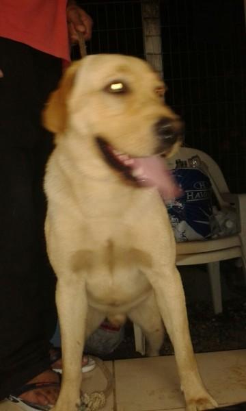 Animal encontrado no bairro Floresta 1 - Proximo Rota Beer