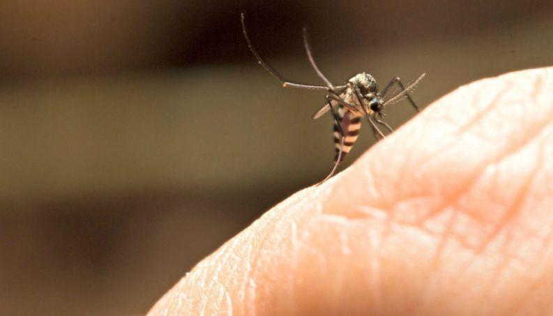 Caso suspeito de febre amarela é notificado em Criciúma